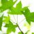 shade-tree