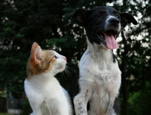 FREE Rabies Clinic: Atlantic Highlands on Feb. 25 @ 5pm