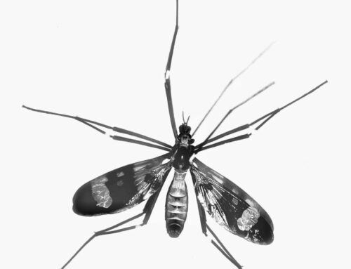 2026 Mosquito Season