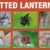 Spotted-Lanterfly-lifecycle
