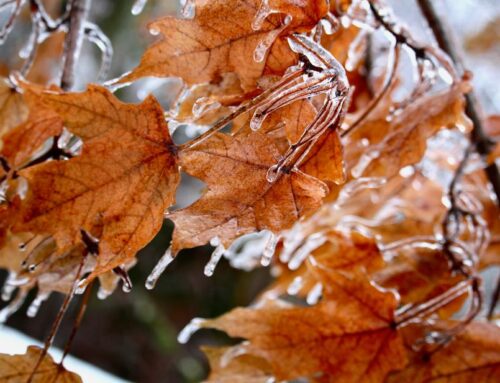 DUE TO HOLIDAY, LEAF PICK UP FOR ZONE 4 IS RESCHEDULED FROM FRIDAY, NOVEMBER 28TH TO MONDAY, DECEMBER 1ST