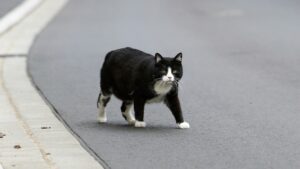 Street cat