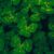 shamrock