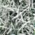 shredded paper