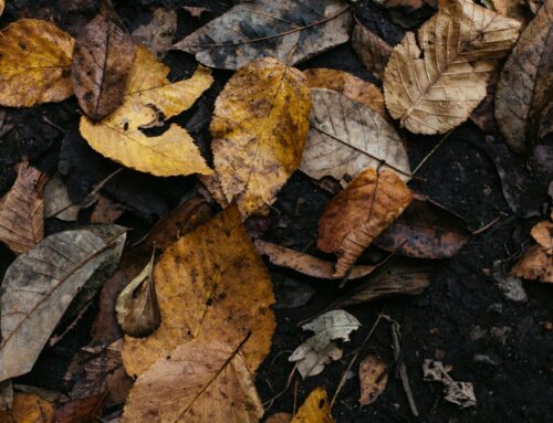 DPW Update: April Brush